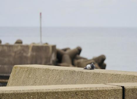 Photo, breakwater, sea, dove, 