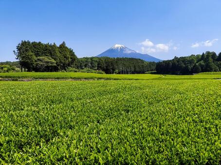富士山と大淵笹場の茶畑　五月の静岡県 富士山,茶畑,大淵笹場の写真素材