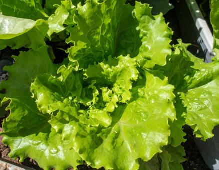 野菜畑 2 野菜畑 2の写真