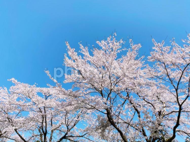 桜と青空 桜,さくら,サクラの写真素材