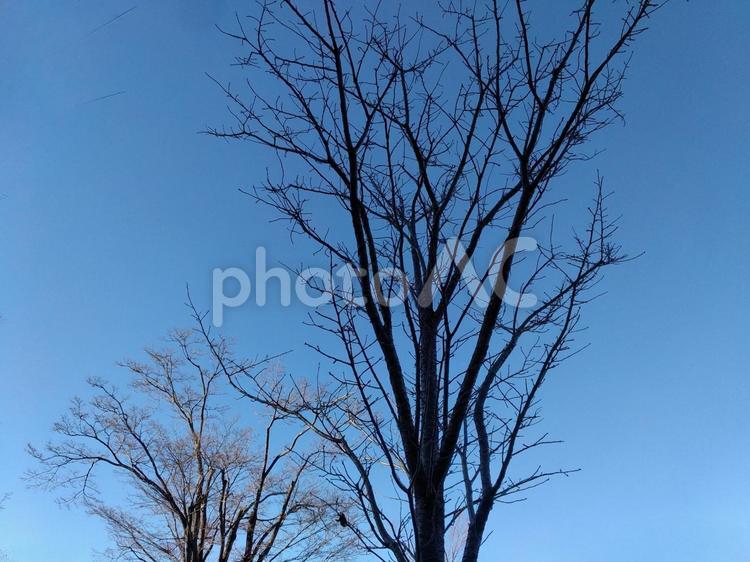 枯れ木 - No: 31741393｜写真素材なら「写真AC」無料（フリー）ダウンロードOK