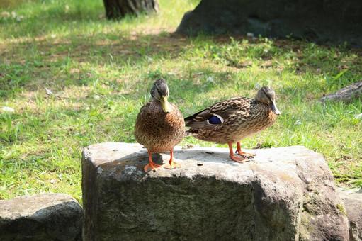 カモ マガモ 鴨 鳥 とり 野鳥 生物 鳥類 札幌 北海道 自然 可愛い かわいい 素材 バードウォッチ バードウォッチング 野鳥観察 カモ マガモ 鴨 鳥 とり 野鳥 生物 鳥類 札幌 北海道 自然 可愛い かわいい 素材 バードウォッチ バードウォッチング 野鳥観察の写真