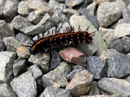 ツマグロヒョウモン幼虫　アップ ツマグロヒョウモン,幼虫,昆虫の写真素材