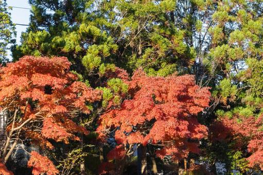 秋の気配・色づく紅葉 モミジ,紅葉,秋の背景の写真素材