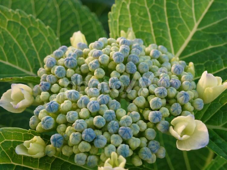 アジサイのつぼみ あじさい,アジサイ,紫陽花の写真素材