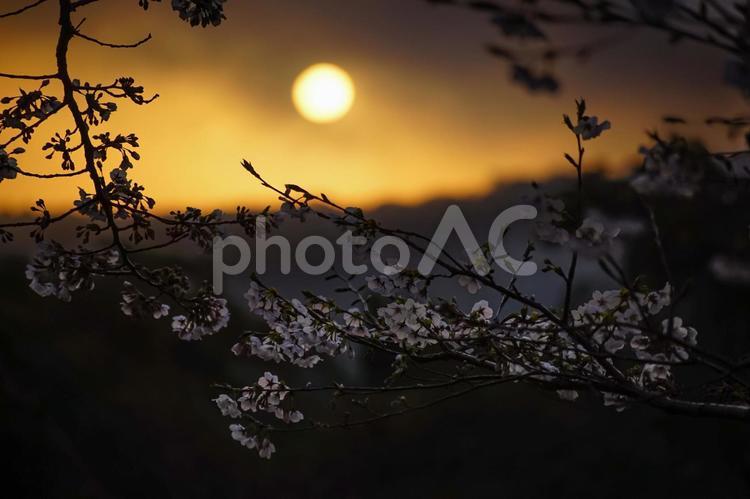 ＜五島の春＞夜明けの鬼岳樹木園の桜 桜,ソメイヨシノ,春の写真素材
