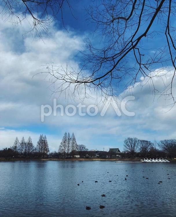 公園の風景とカモ 公園,水辺,カモの写真素材