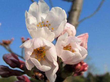 桜と青空 桜と青空の写真