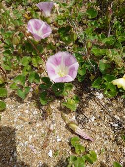 ハマヒルガオ ハマヒルガオ,植物,花の写真素材