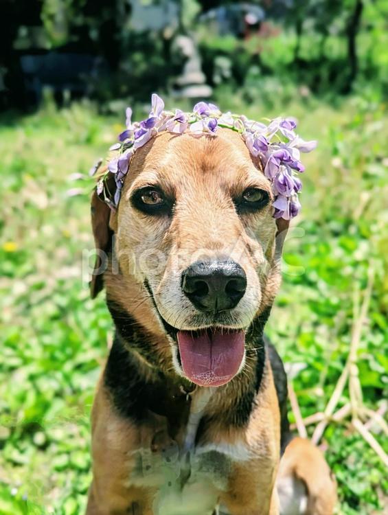 おめかししてみたよ ビーグル,犬,藤の花の写真素材