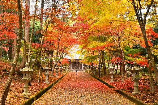 秋の西林寺 紅葉,黄葉,紅葉狩りの写真素材
