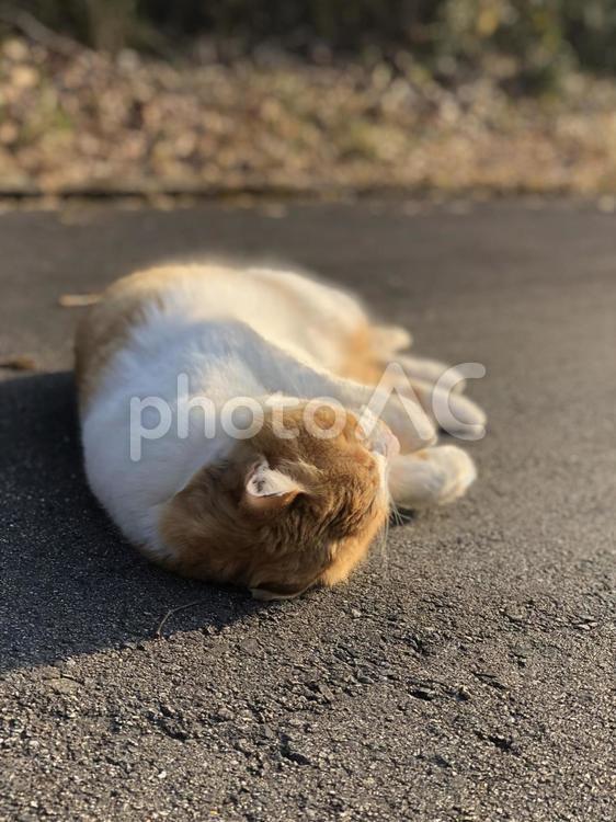 夕暮れ時に寝そべりくつろいでいる猫 ねこ,ネコ,寝るの写真素材