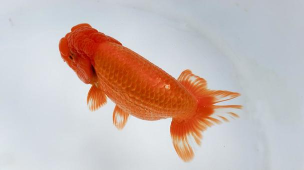 【魚の写真】らんちう(金魚) 【魚の写真】らんちう(金魚) ペット,水槽,魚の写真素材