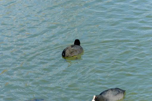 冬の池を泳ぐオオバンの姿 冬の池を泳ぐオオバンの姿 オオバン,鳥,野鳥の写真素材