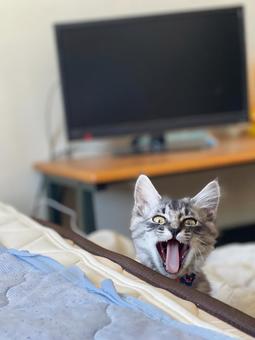 あくび猫 ネコ,テン,かわいいの写真素材