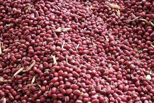 摘み取ったばかりの小豆 小豆,食材,和食の写真素材