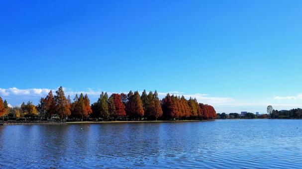 水元公園の紅葉・煉瓦色の木立＆池・葛飾区の写真