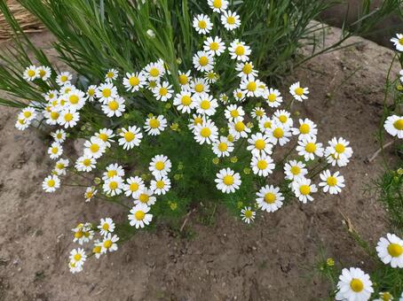 カモミールの花が咲いている カモミール,花,ハーブの写真素材