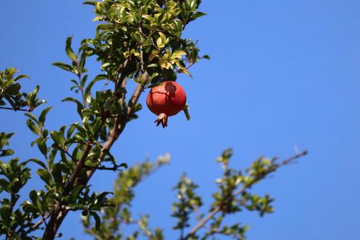 緑の葉と赤い実のなるザクロの木と青空 緑の葉と赤い実のなるザクロの木と青空 緑,葉,赤いの写真素材
