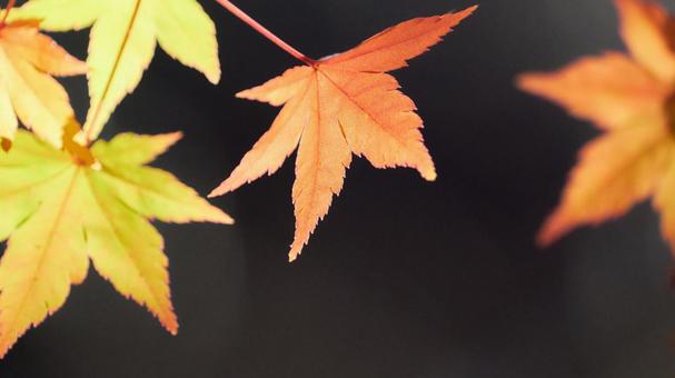 暗い背景鮮やかに色付いた楓の葉紅葉 もみじ,紅葉,カエデの写真素材