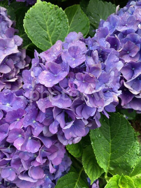 紫のあじさい あじさい,紫陽花,アジサイの写真素材