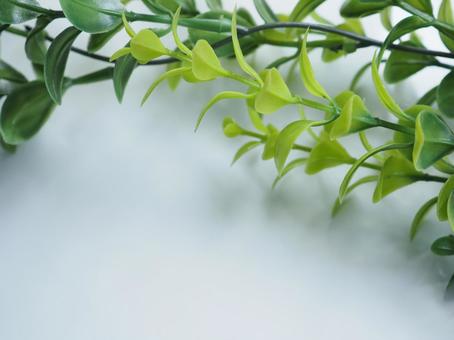 爽やかな緑色の縁取り 木,自然,グリーンの写真素材