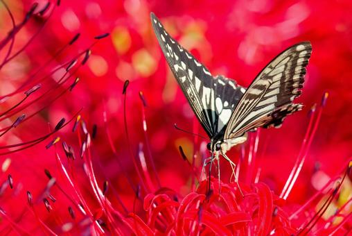ヒガンバナの蜜を吸うナミアゲハ ヒガンバナの蜜を吸うナミアゲハの写真