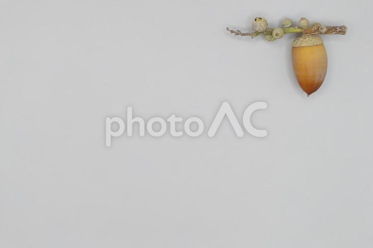どんぐり（背景用）① どんぐり,ドングリ,種子の写真素材