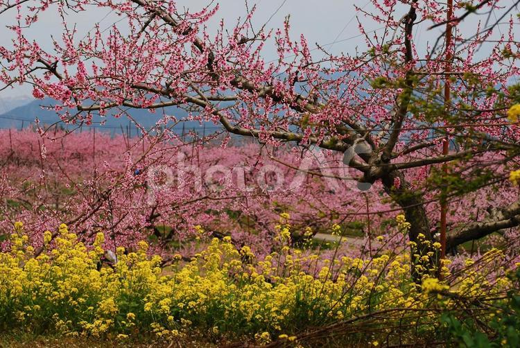 菜の花と桜 菜の花,桜,サクラの写真素材