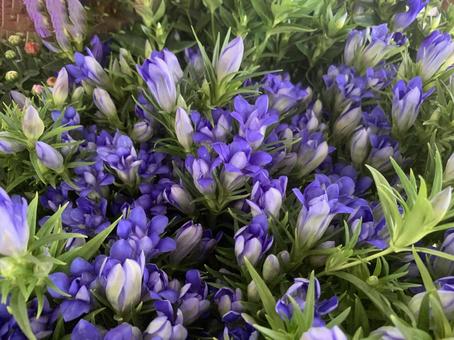 リンドウ　花の写真