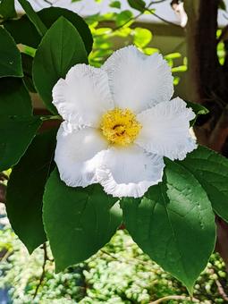 ナツツバキ・夏椿　クローズアップ 花木,優雅,清楚の写真素材