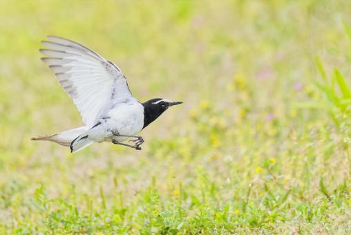 春の野原で飛び回るセグロセキレイ 春の野原で飛び回るセグロセキレイの写真