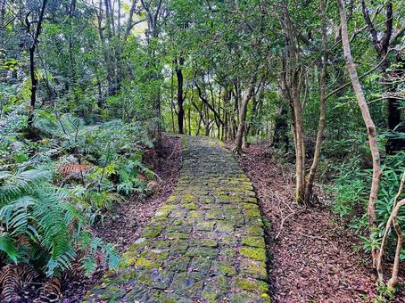 古道　苔　石段 古道,苔,石段の写真素材