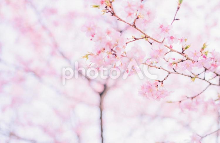 画面いっぱいの桜 桜,さくら,サクラの写真素材