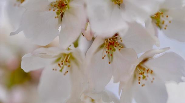 桜 桜の写真