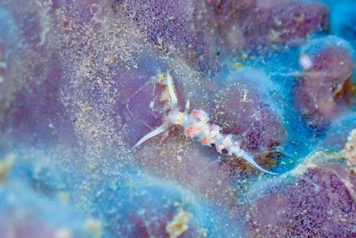 西伊豆・雲見 ニセハクセンミノウミウシ 西伊豆・雲見 ニセハクセンミノウミウシ スキューバダイビング,ウミウシ,ダイビングの写真素材