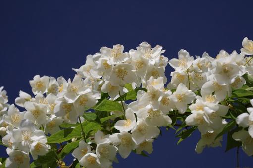 青空と満開の白いセイヨウバイカウツギの花 青空と満開の白いセイヨウバイカウツギの花 青空,満開,白いの写真素材
