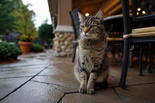 自然の中でくつろぐ猫の姿 自然の中でくつろぐ猫の姿の写真
