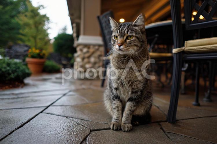 自然の中でくつろぐ猫の姿 猫,動物,ペットの写真素材