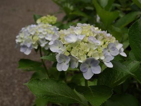 Hydrangea [Western Hydrangea], JPG