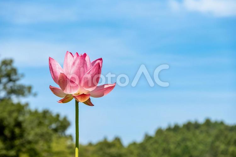 夏に咲くピンクの大賀ハス 蓮,ピンク,花の写真素材