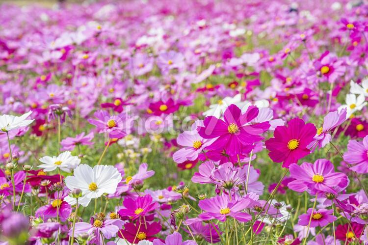 コスモス　秋イメージ コスモス,秋桜,花の写真素材