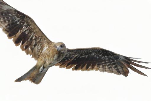 Beautiful shot of a black kite on the Chita Peninsula 02, JPG