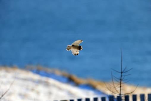 コミミズク コミミズクの写真