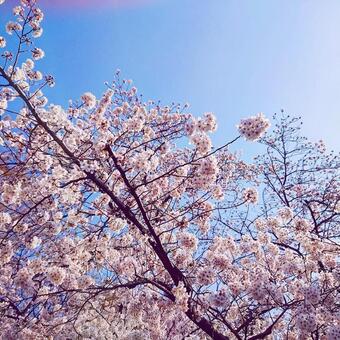 桜 桜の写真