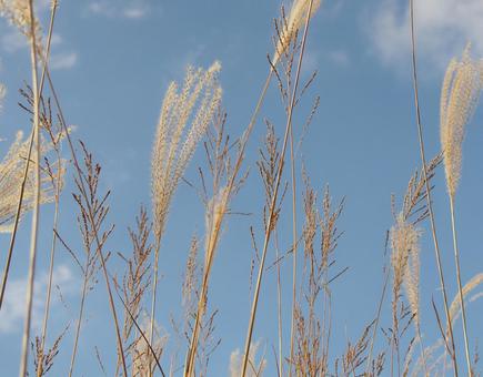 晴れた空と秋の草 空色,水色,ススキの写真素材