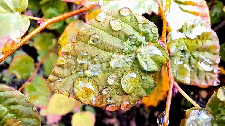 雨の日・ヒュウガミズキの葉 葉,雨,水の写真素材