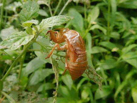 [Insect photo] Cicada shell, JPG
