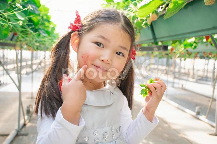いちご狩りをする子供 いちご狩り,いちご,子供の写真素材