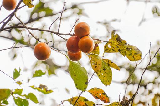 食べ頃に熟した柿の実 実,果実,植物の写真素材